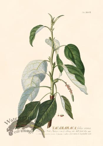 Trew Botanical 46